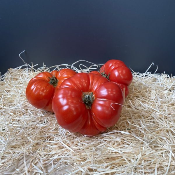 Tomate marquise rouge