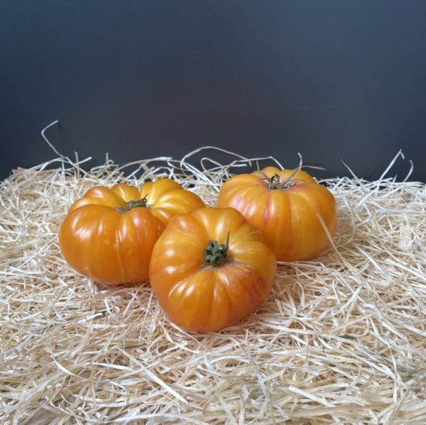 Tomate marquise jaune