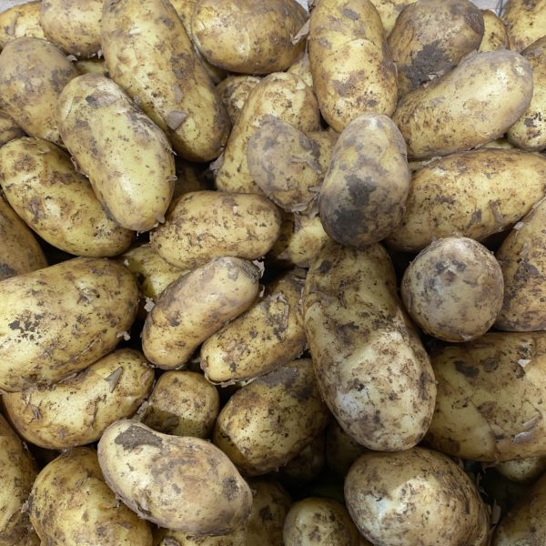 Pommes de terre nouvelle