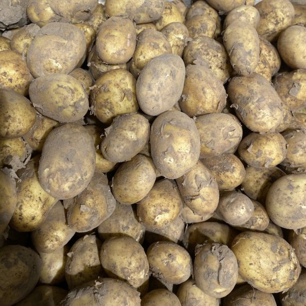 Pommes de terre nouvelle mitraille